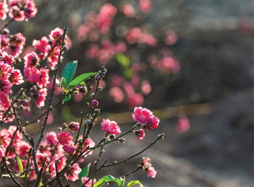 Bản tin nội bộ 2025